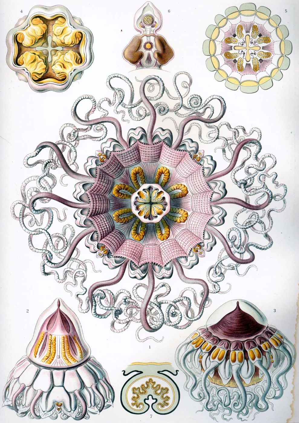 Periphylla bicolor