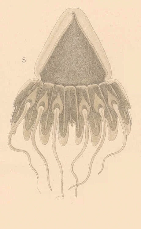 Periphylla dodecabostrycha