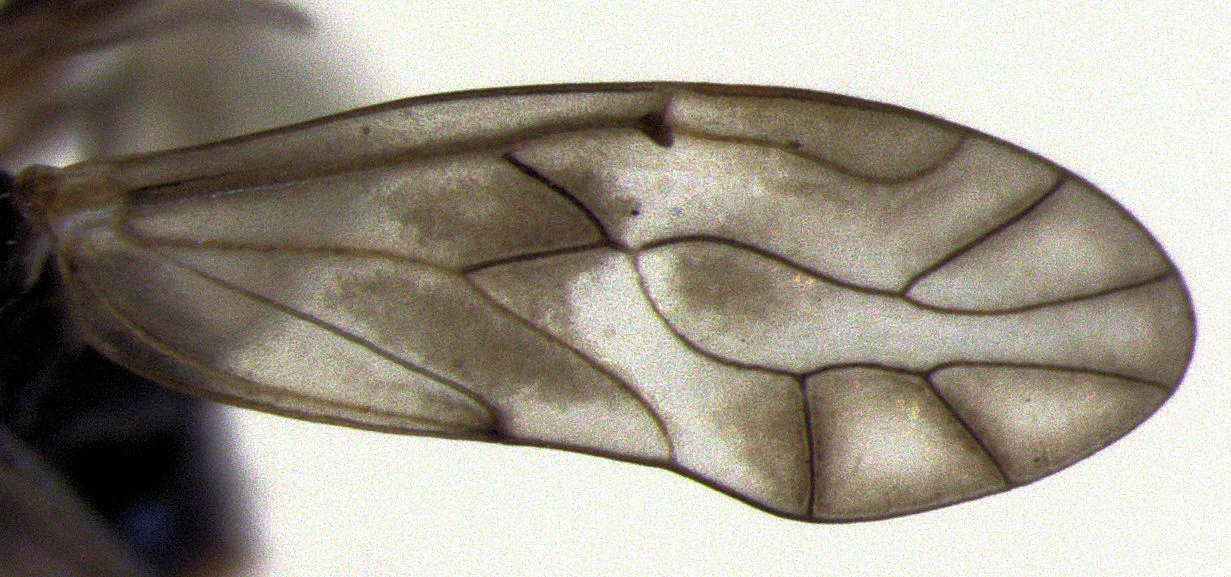 Medium-sized bark louse