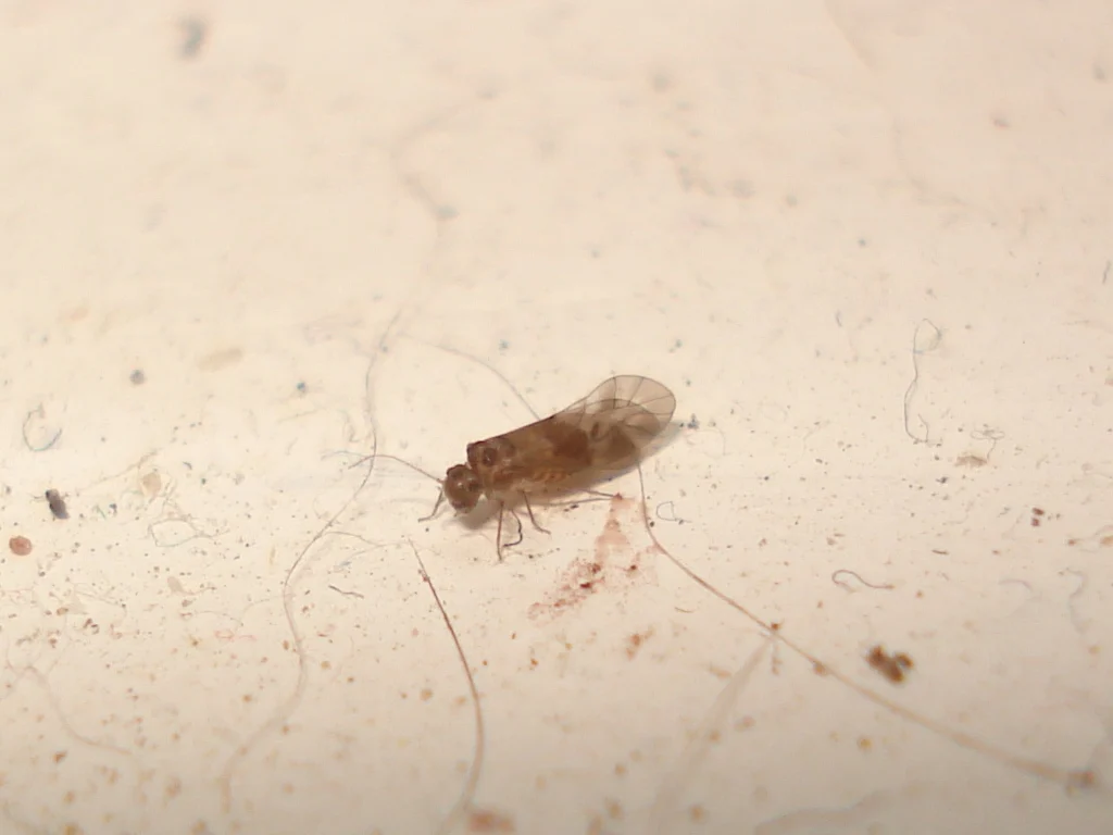 Peripsocus pauliani