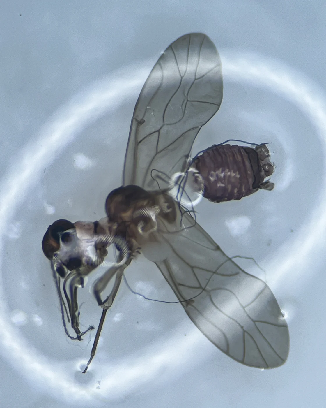 Medium-sized bark louse