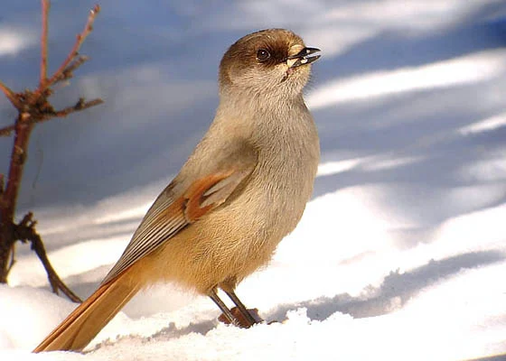 Siberian Jay