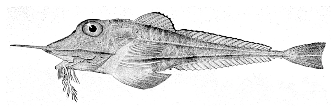 Widehead Armored Searobin