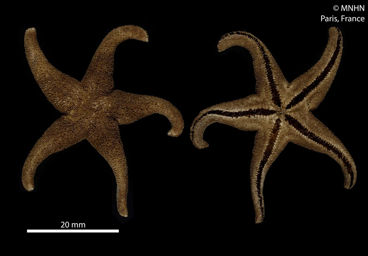 Perknaster aurantiacus