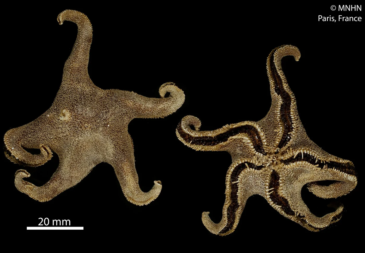 Perknaster aurorae