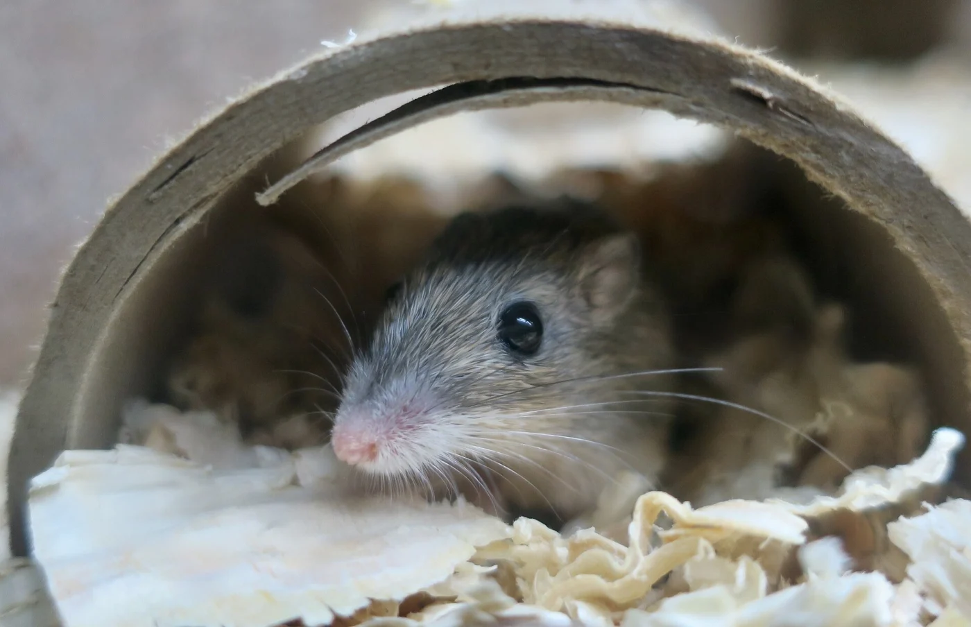 Arizona Pocket Mouse