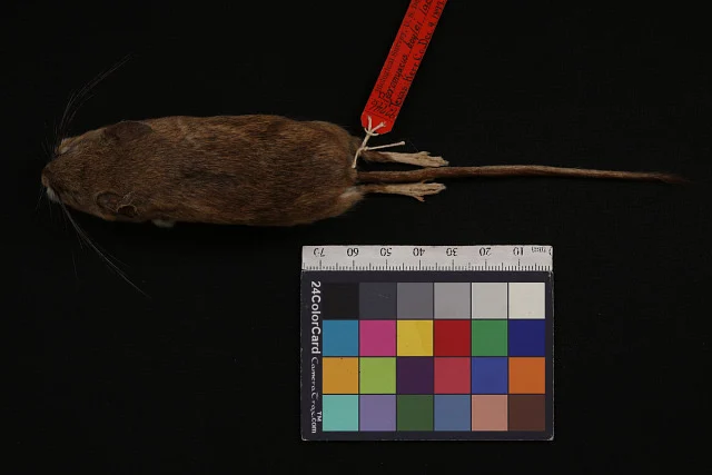 Attwater's Mouse