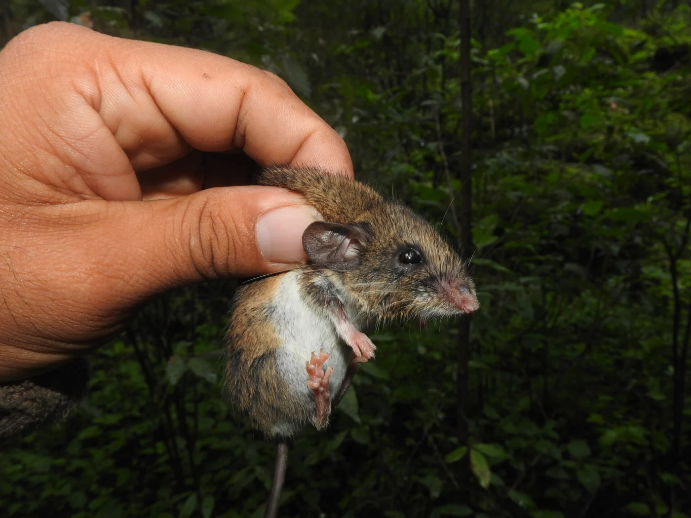 Southern Wood Mouse