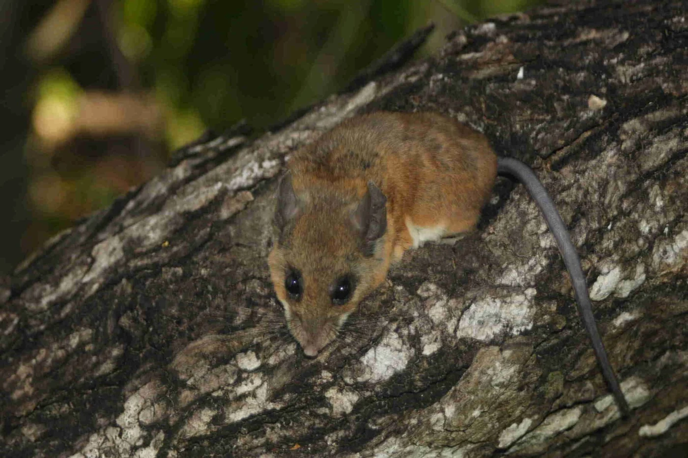 Yucatan Deermouse