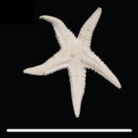 Persephonaster echinulatus