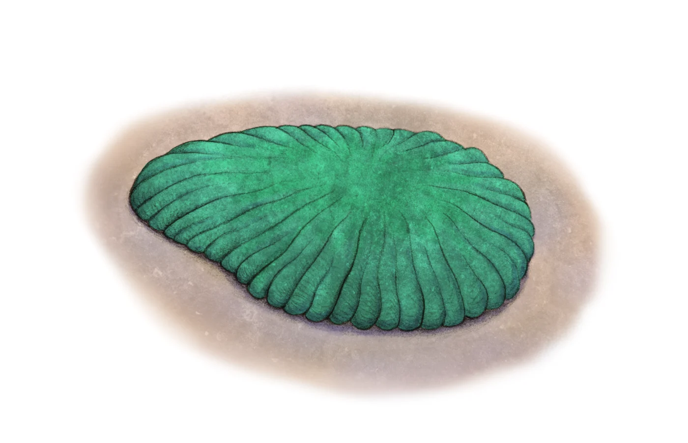 Persimedusites chahgazensis