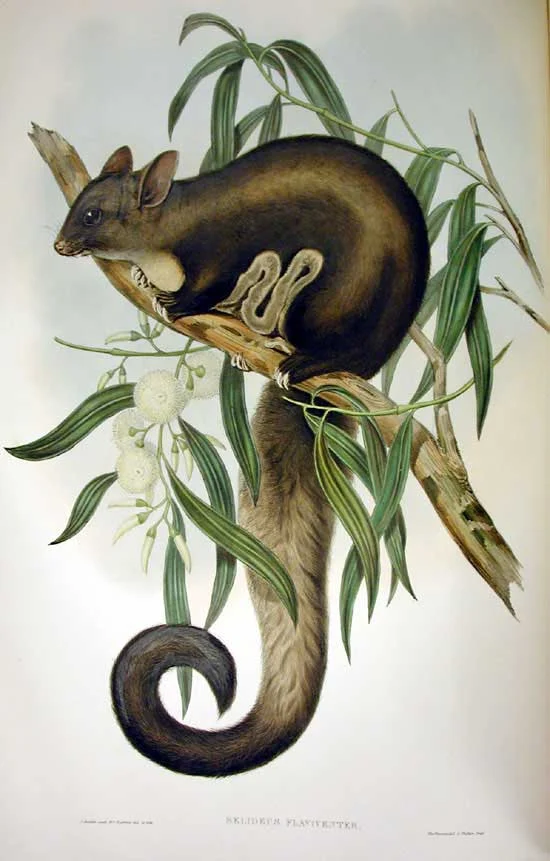 Yellow-bellied Glider