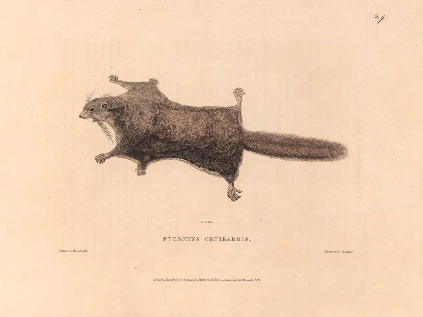 Ardilla voladora bigotuda