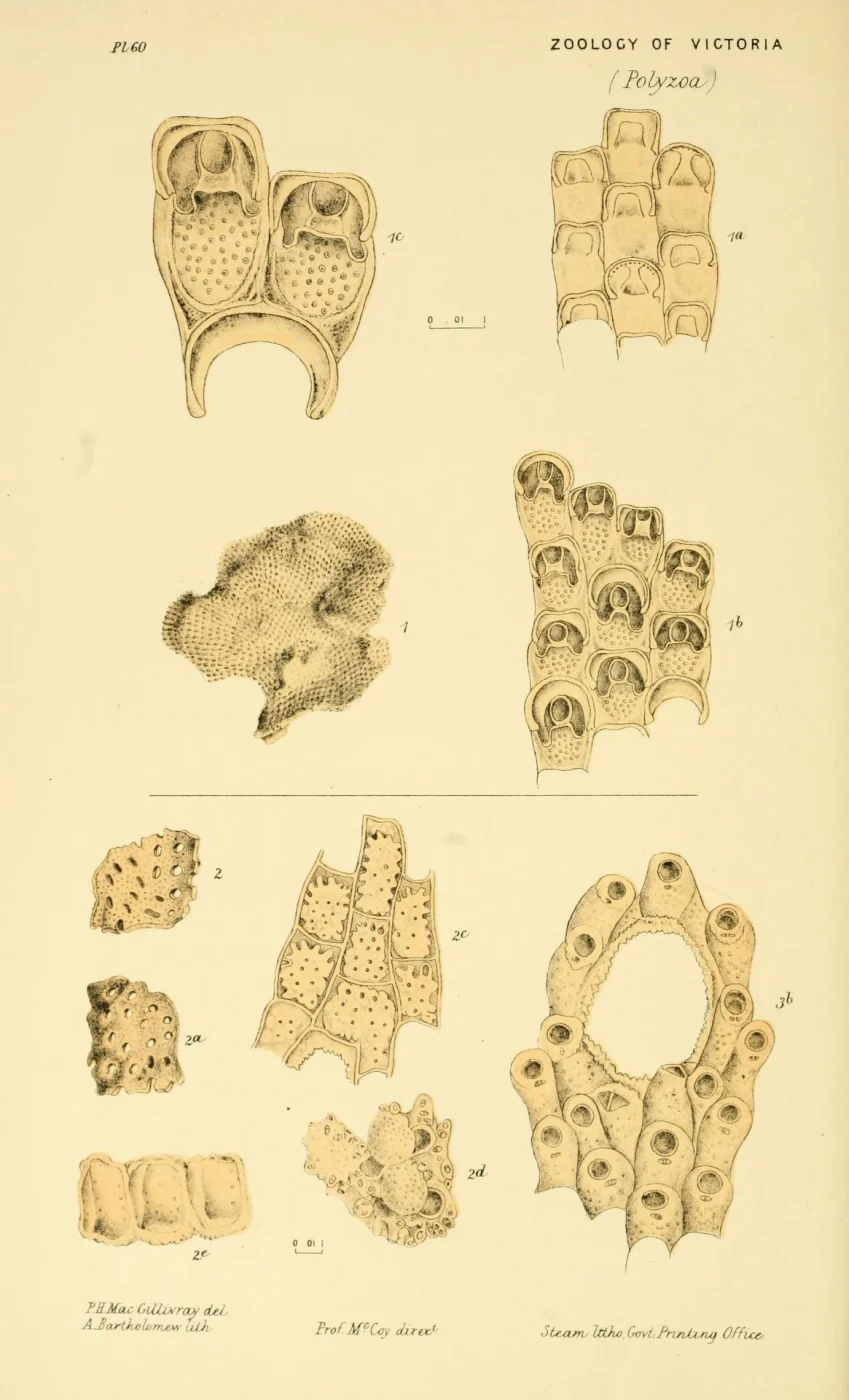 Petralia undata