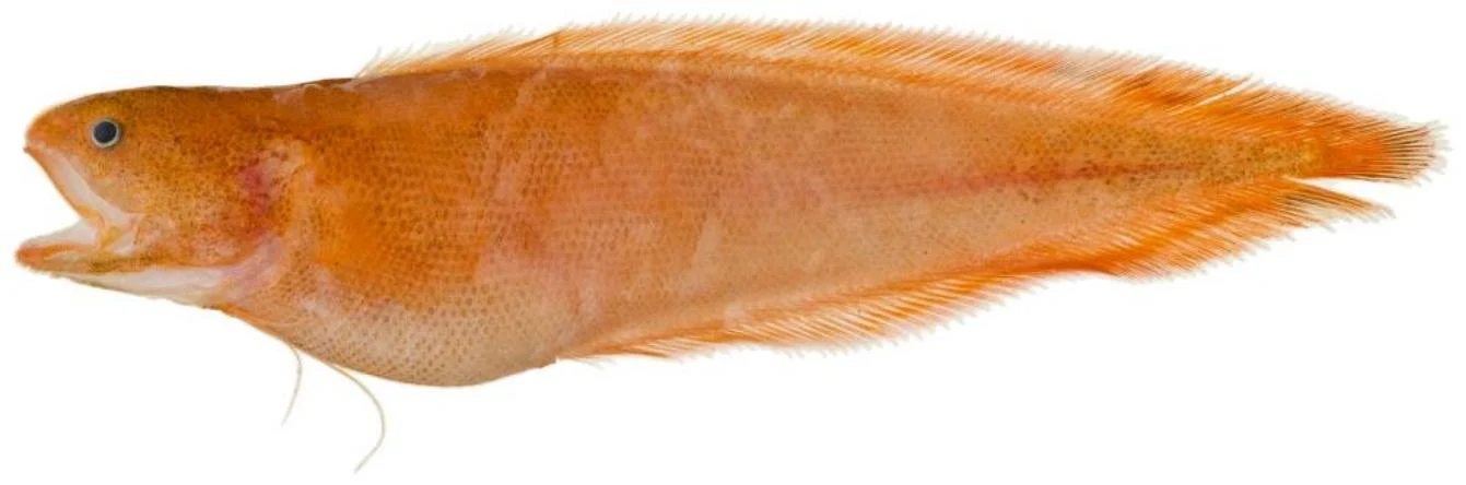 redfin brotula