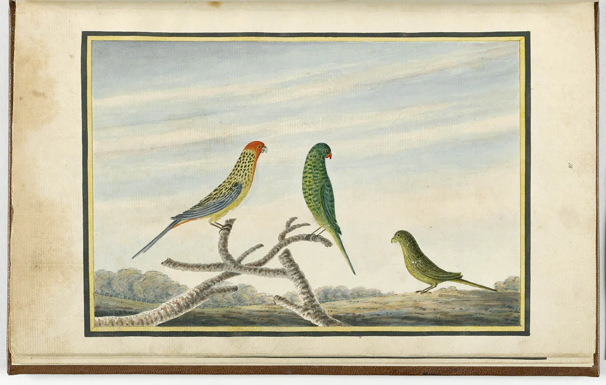 Night Parrot
