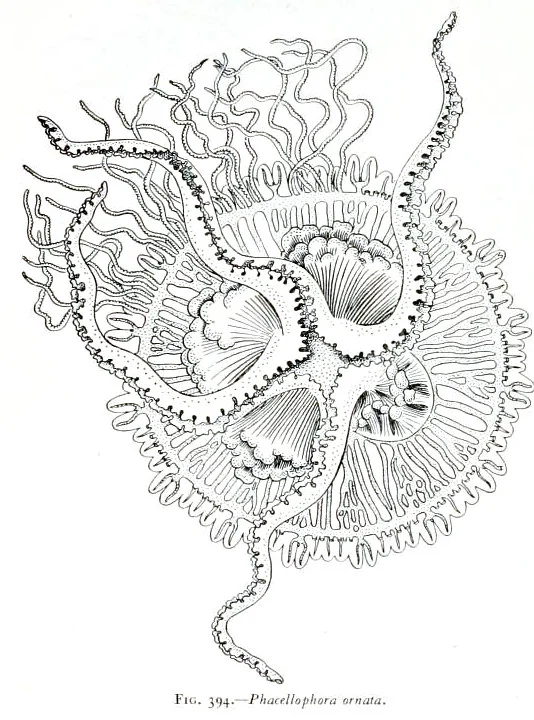 Phacellophora ornata