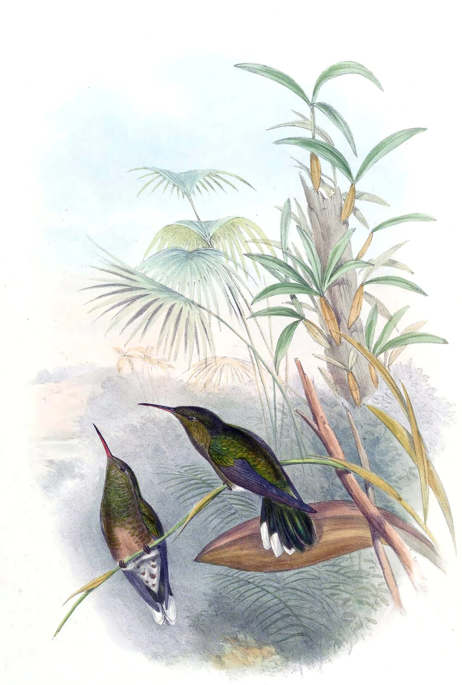 Scaly-breasted Hummingbird