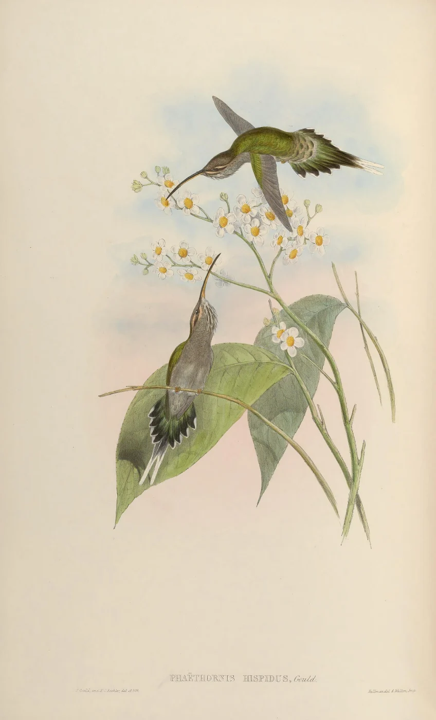 White-bearded Hermit