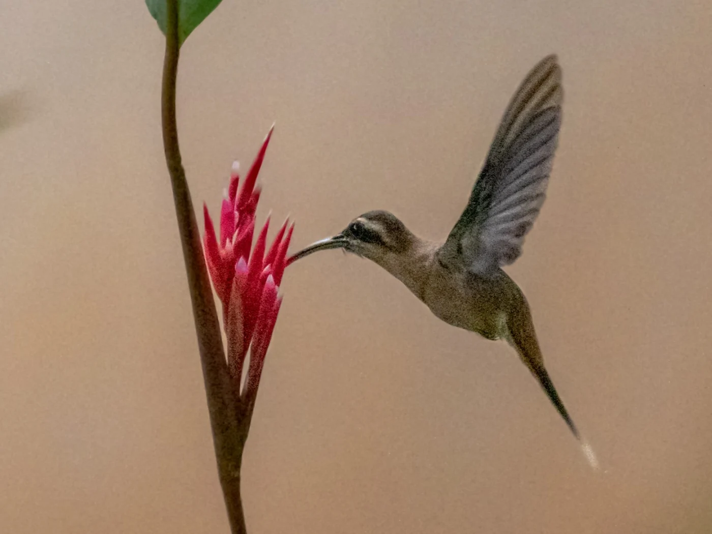 Cinnamon-throated Hermit