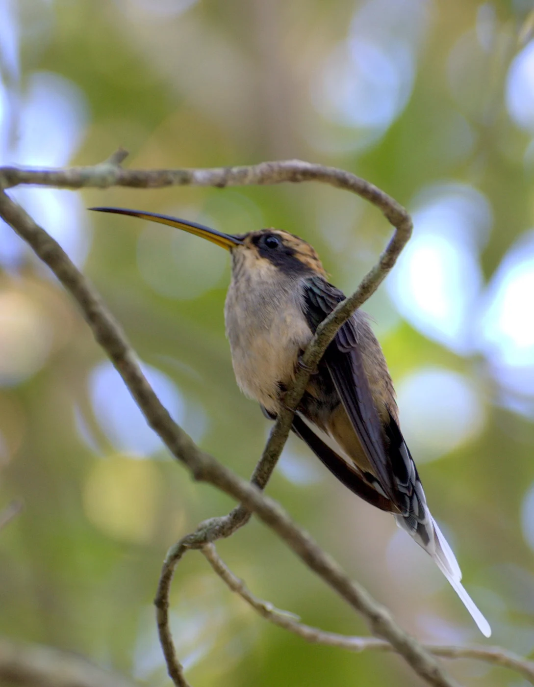 Planalto Hermit