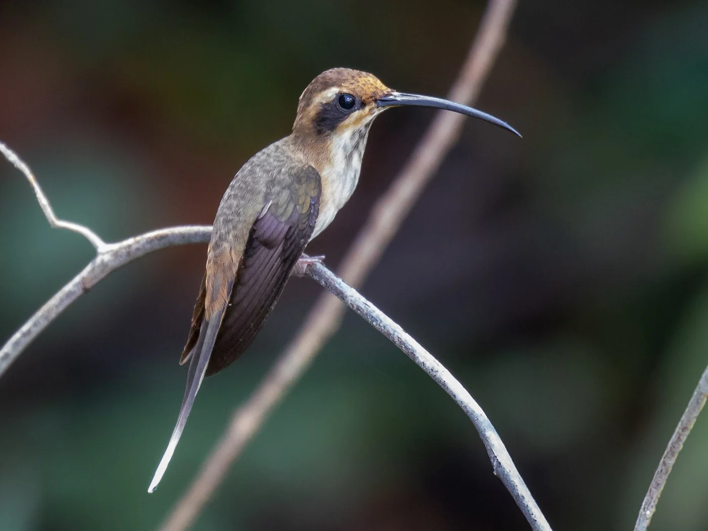 Streak-throated Hermit
