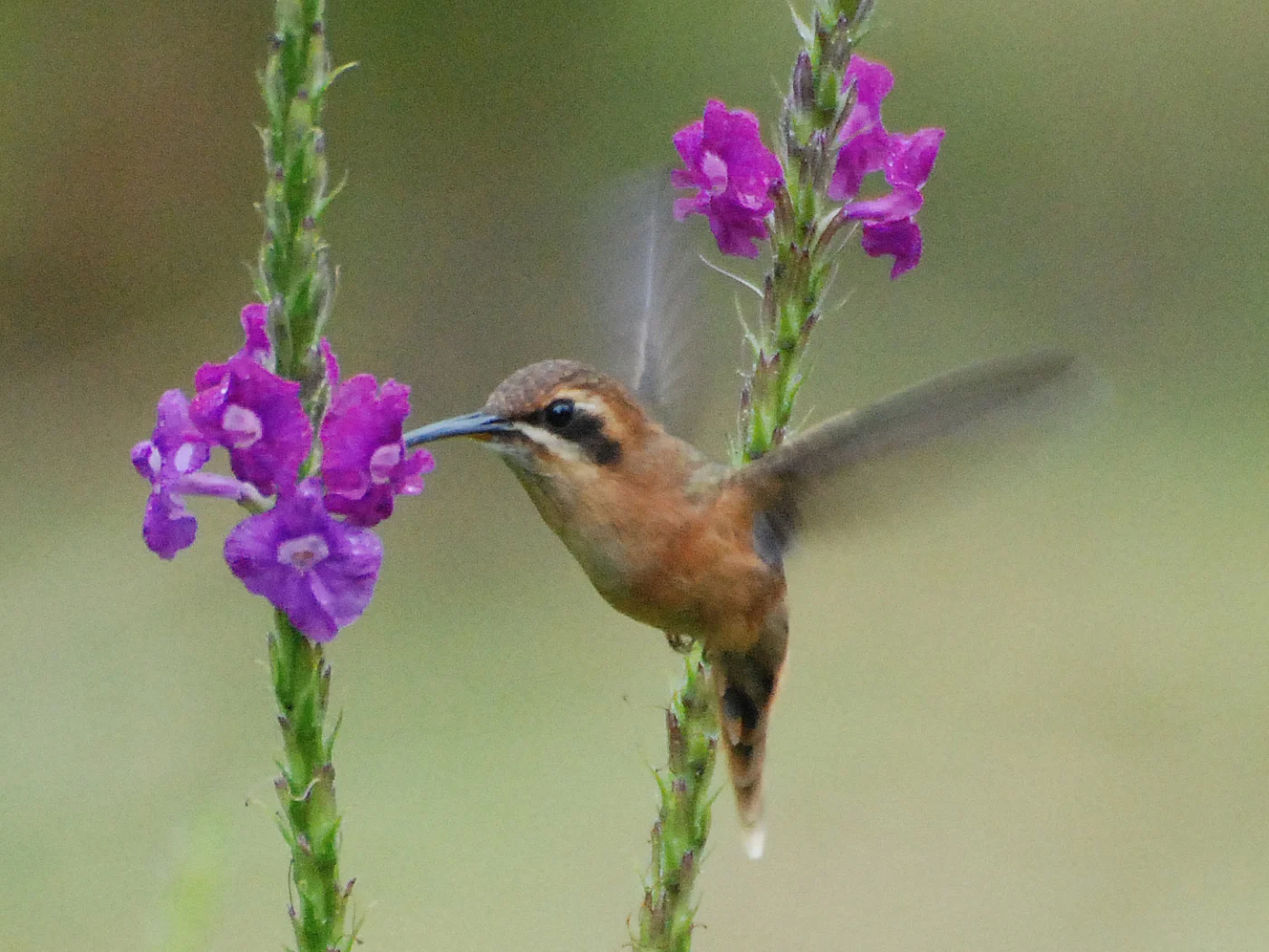 Stripe-throated Hermit