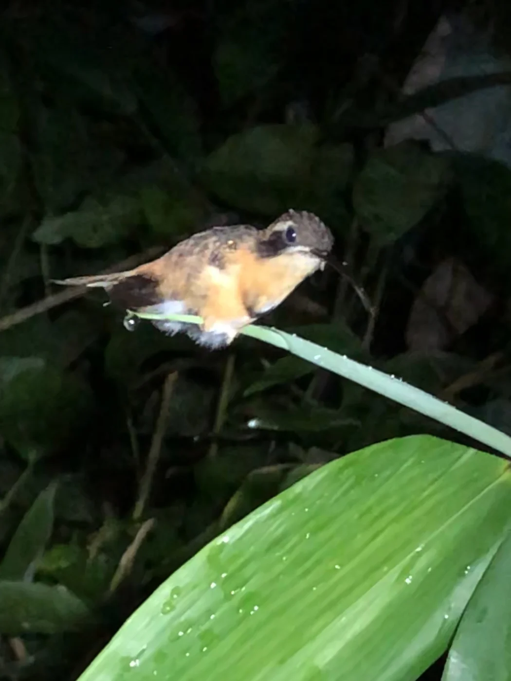 White-browed Hermit