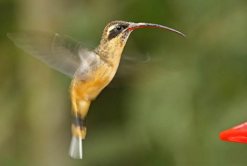 Tawny-bellied Hermit