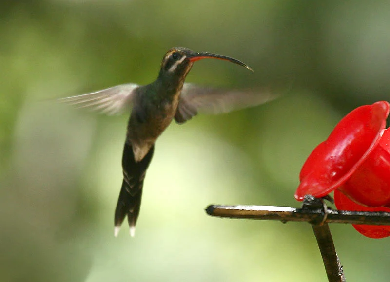 White-whiskered Hermit