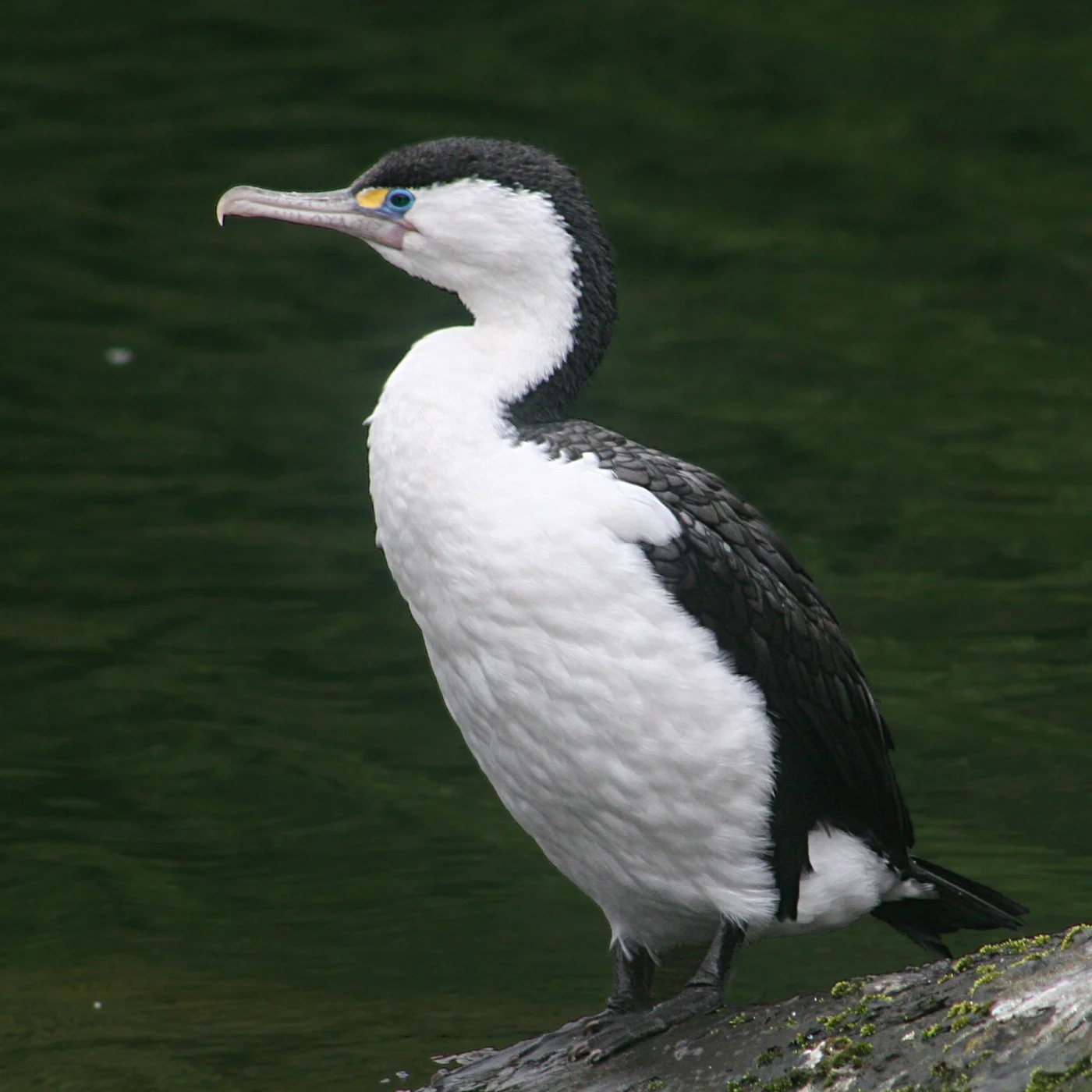 Australian Pied Cormorant