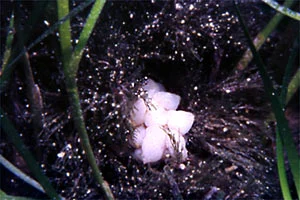 Phallusia ingeria