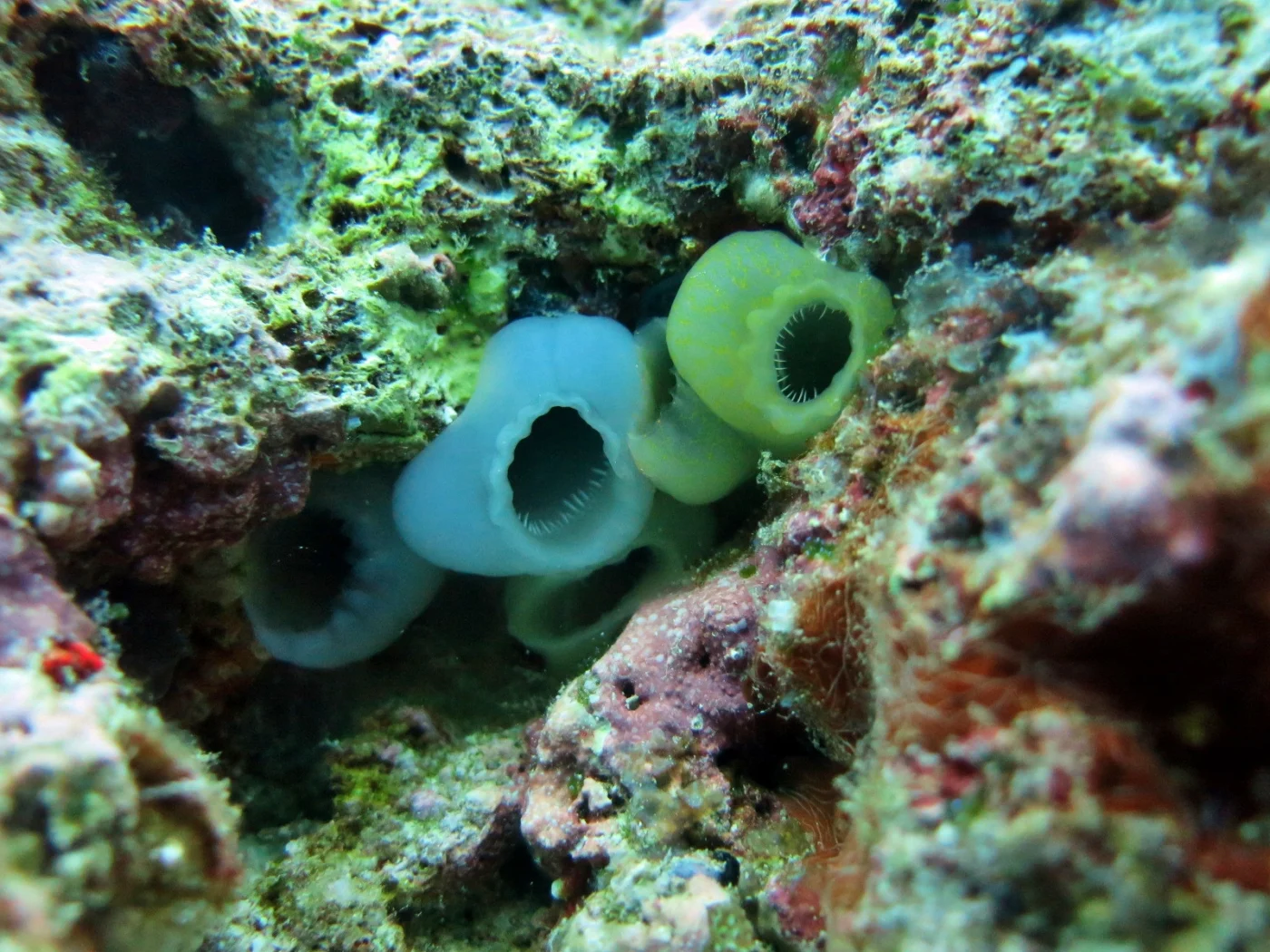 Ascidian