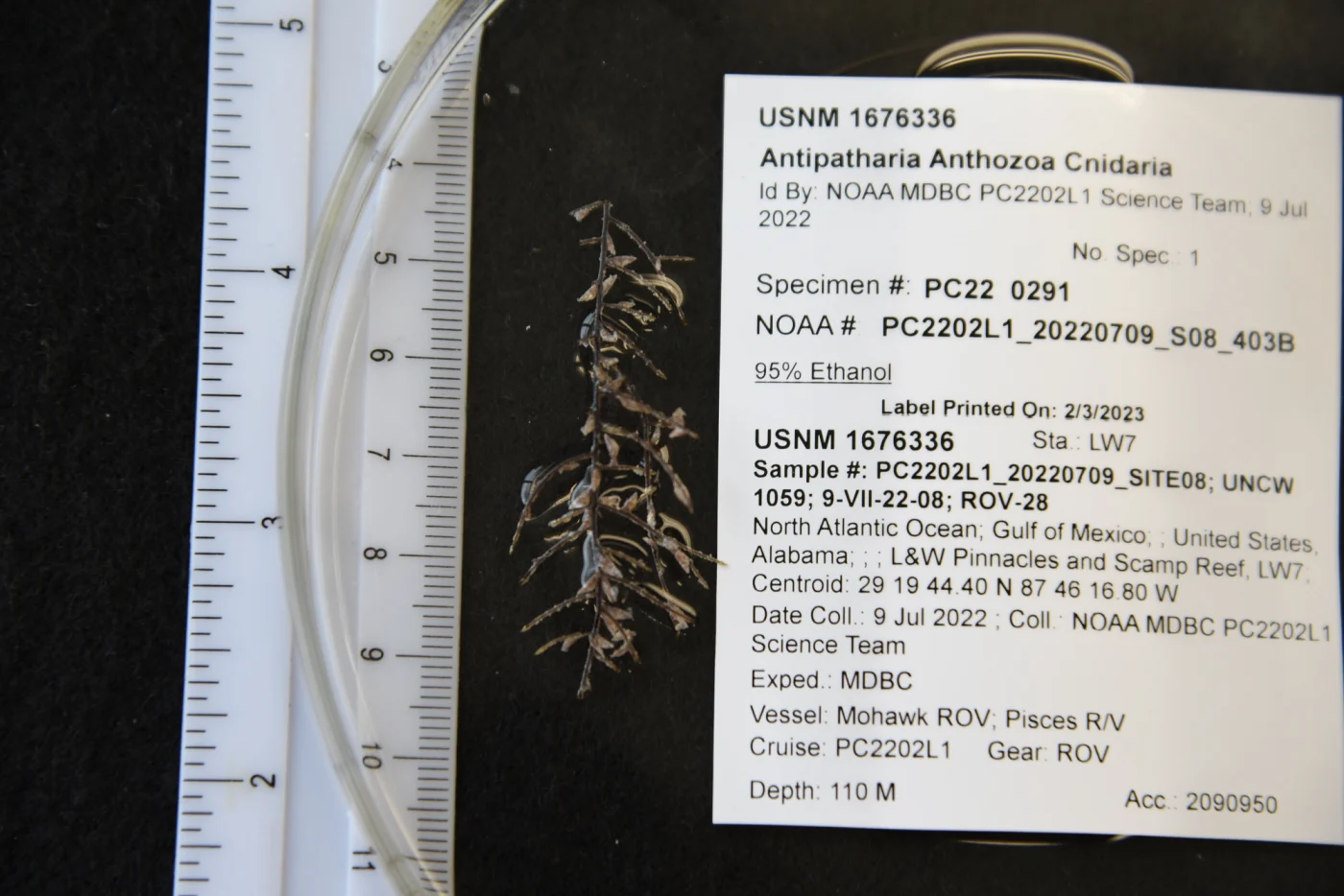 Phanopathes expansa
