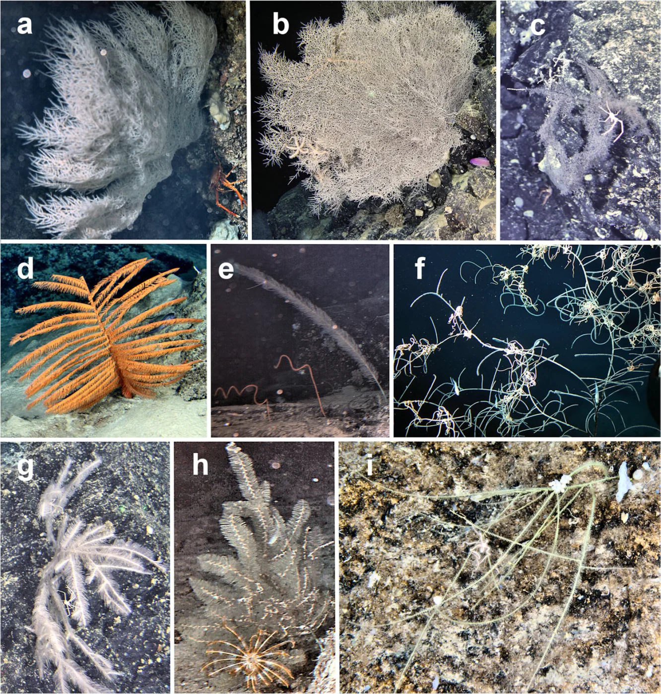 Phanopathes rigida