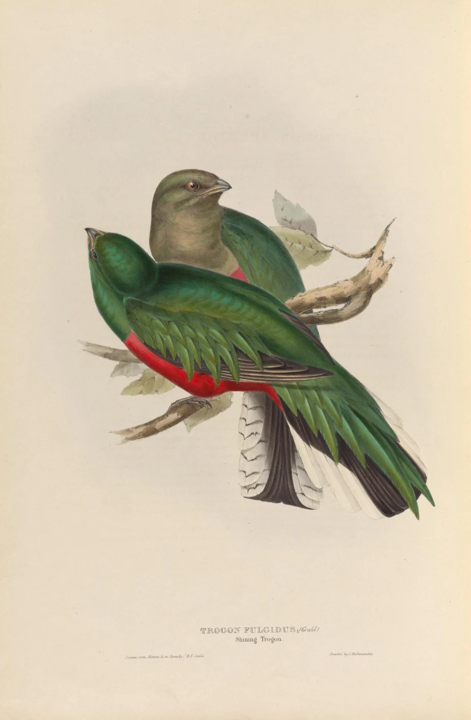 White-tipped Quetzal