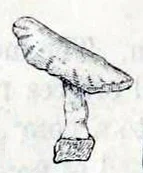 Pharyngodictyon bisinus