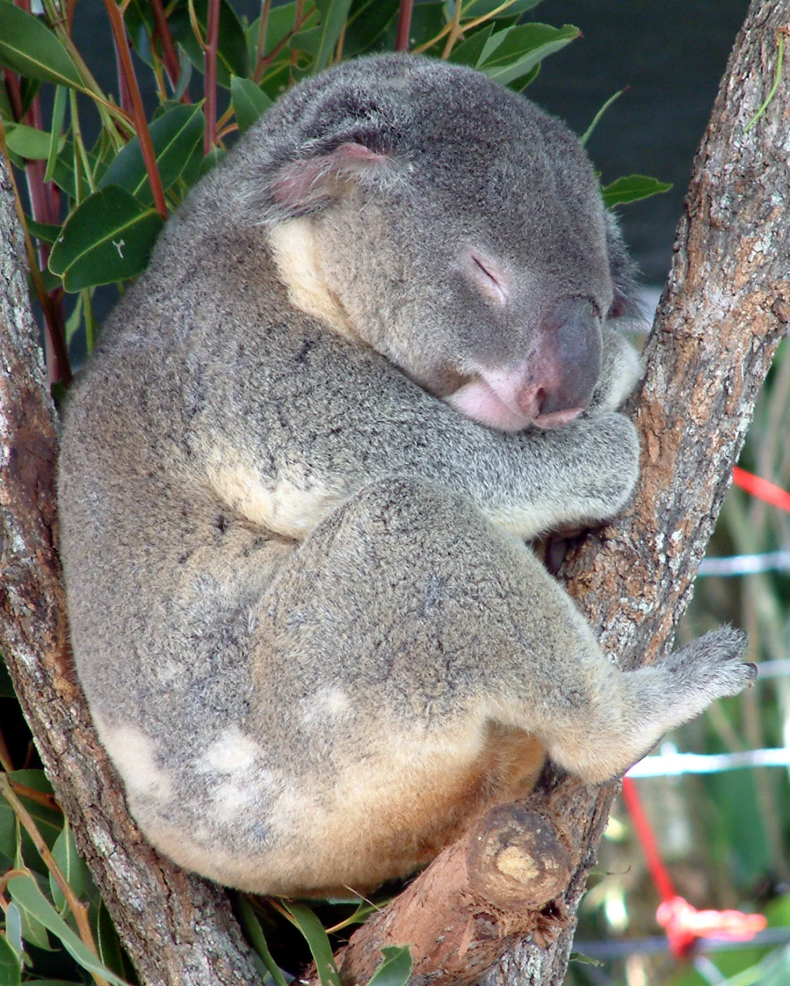 Australian Koala