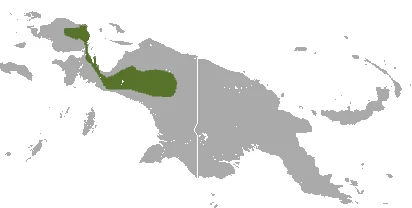 Red-bellied Dasyure