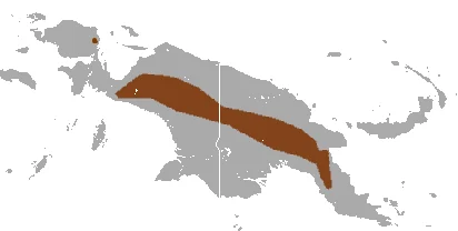 Long-nosed Dasyure