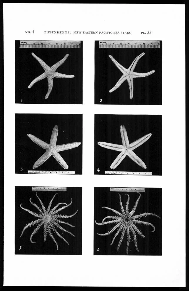 Phataria mionactis