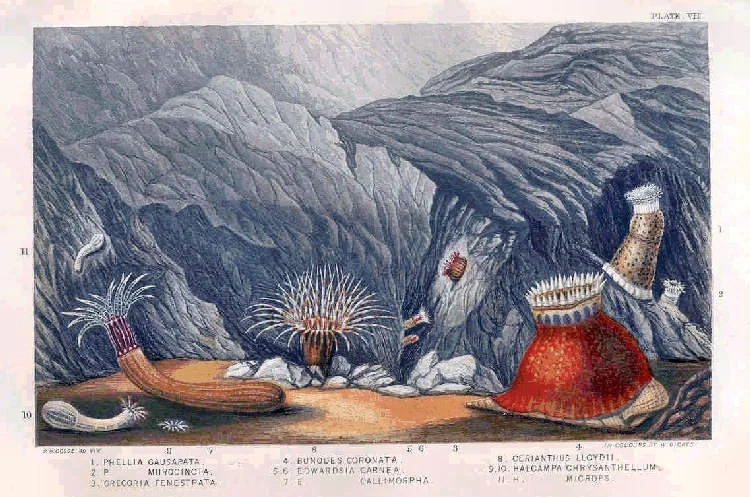 Phellia dubia