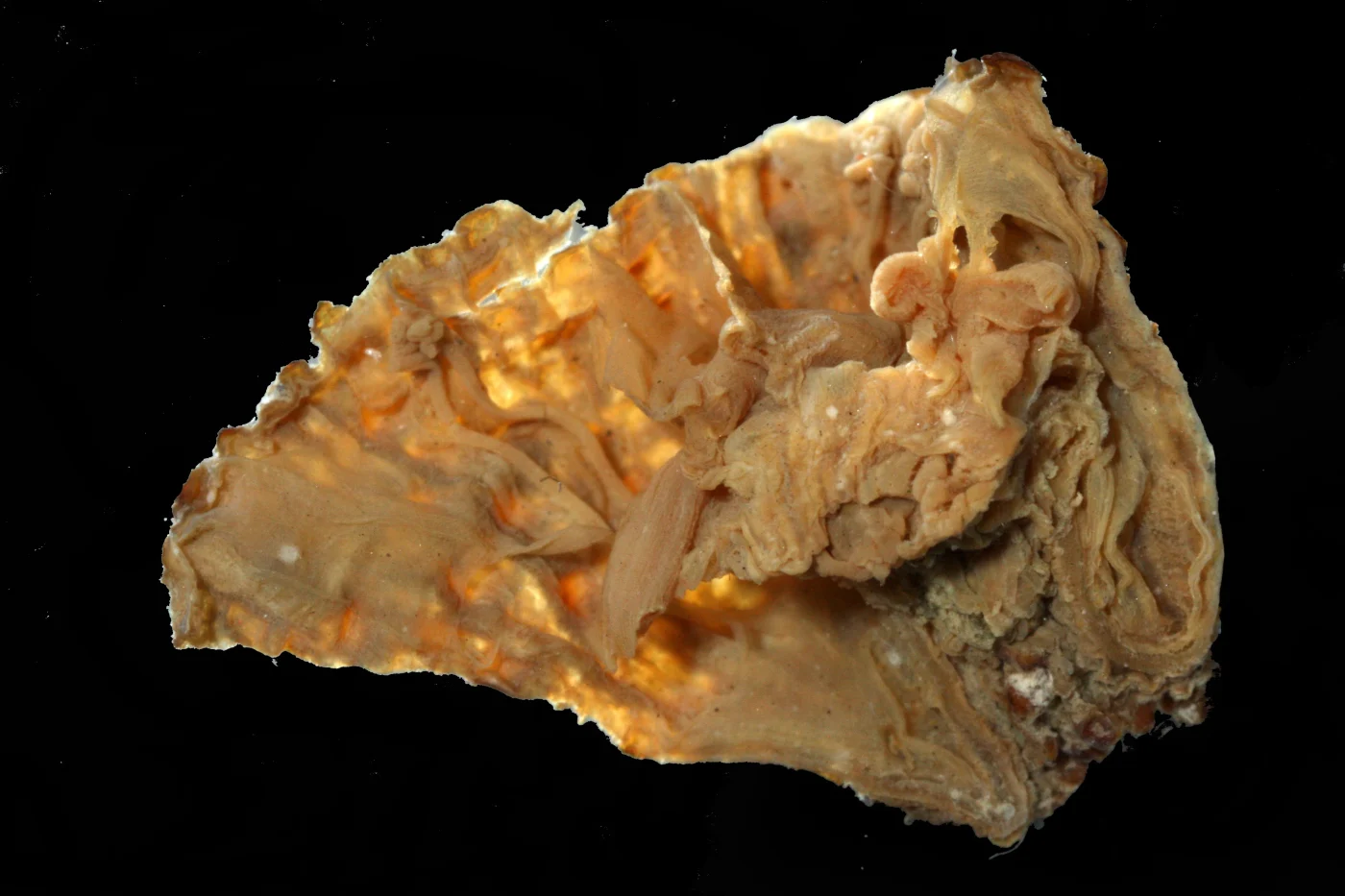 Phellia exlex
