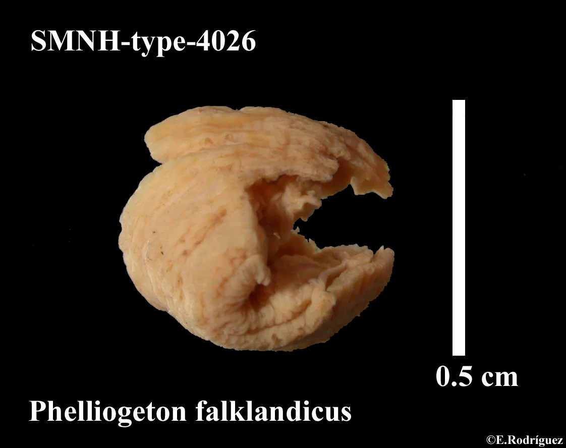 Phelliogeton falklandicus
