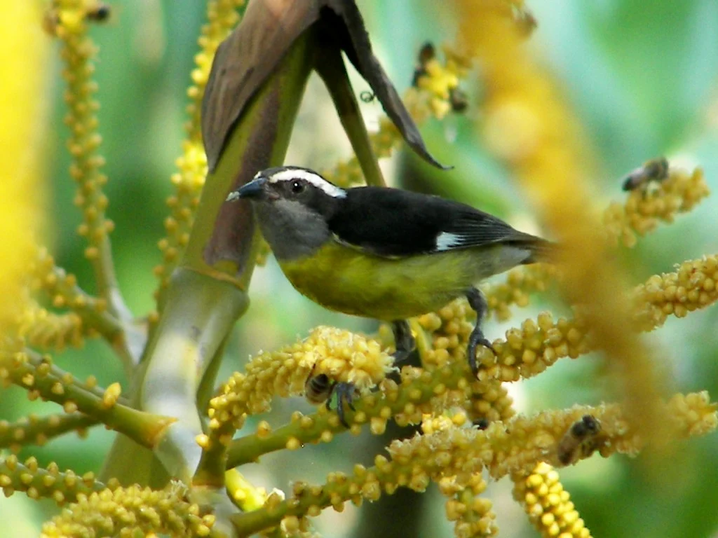 White-bearded Flycatcher