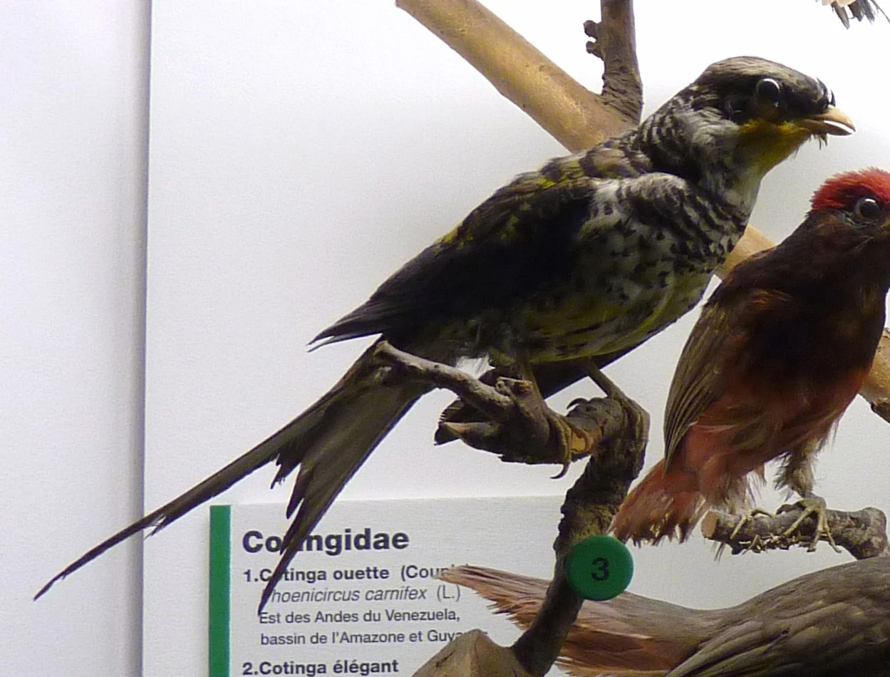 Swallow-tailed Cotinga
