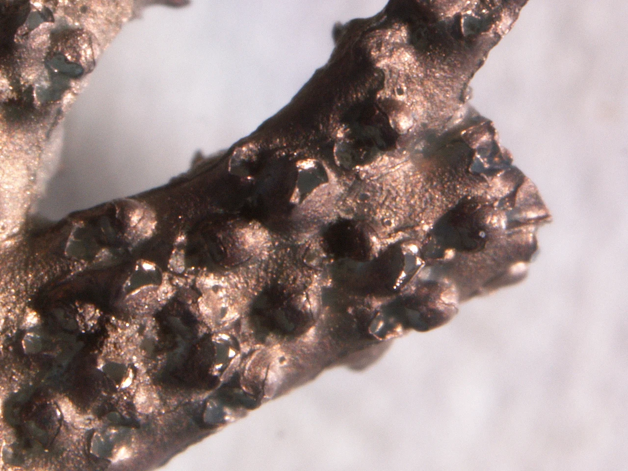Phidolopora elongata