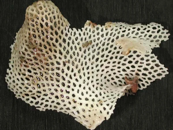 Phidolopora trisinuata