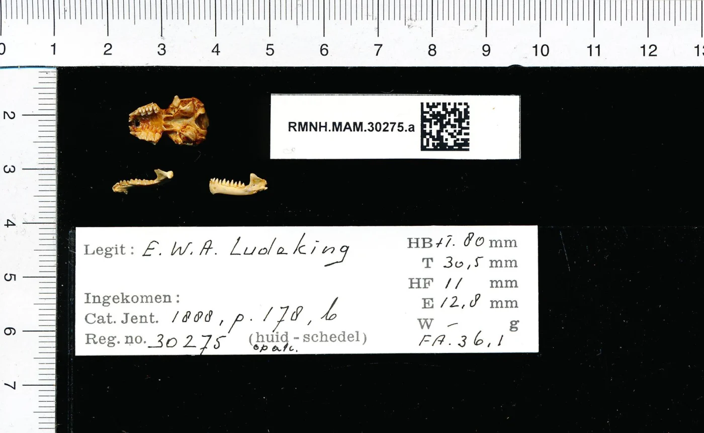 Narrow-winged Brown Bat