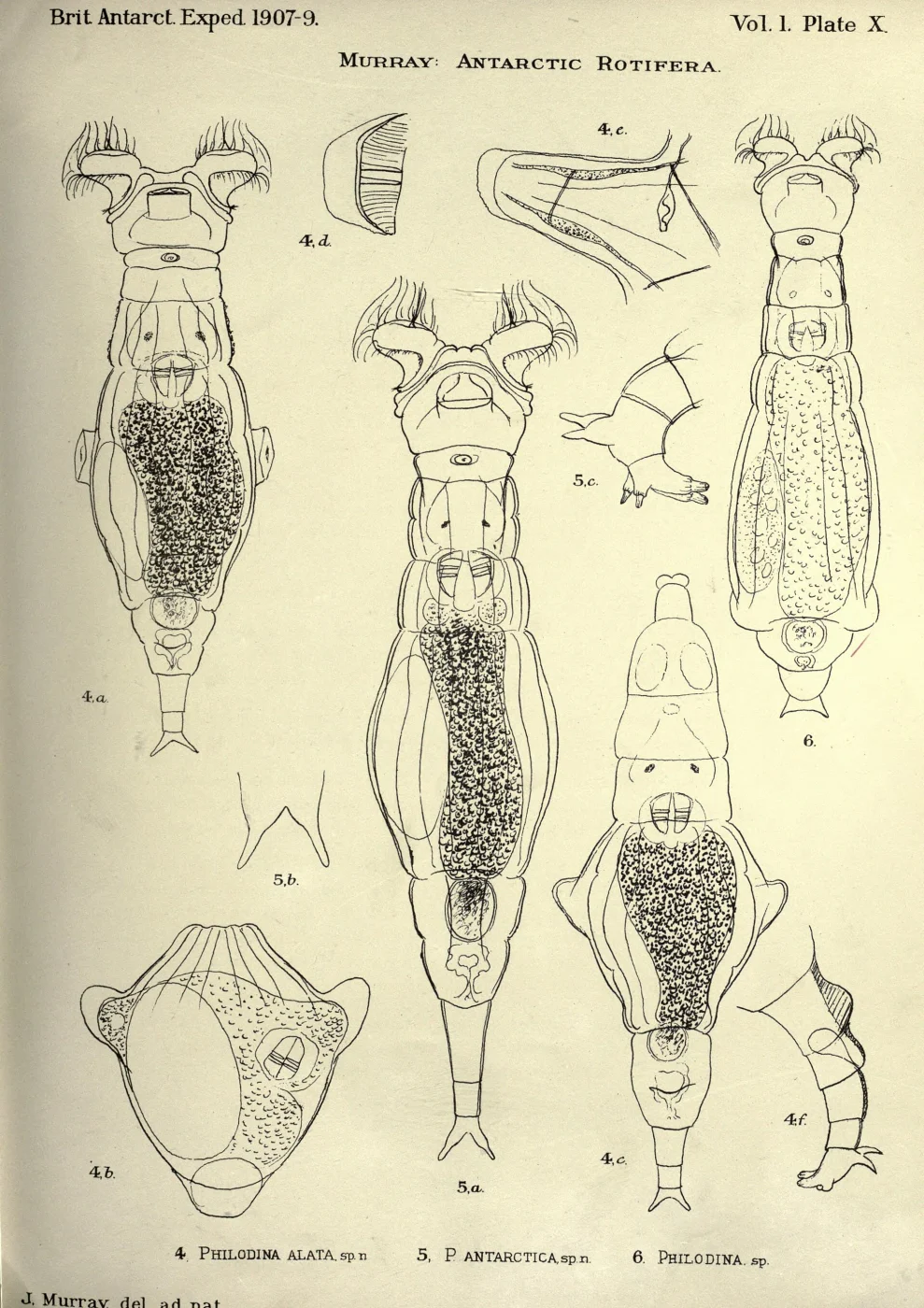 Philodina antarctica
